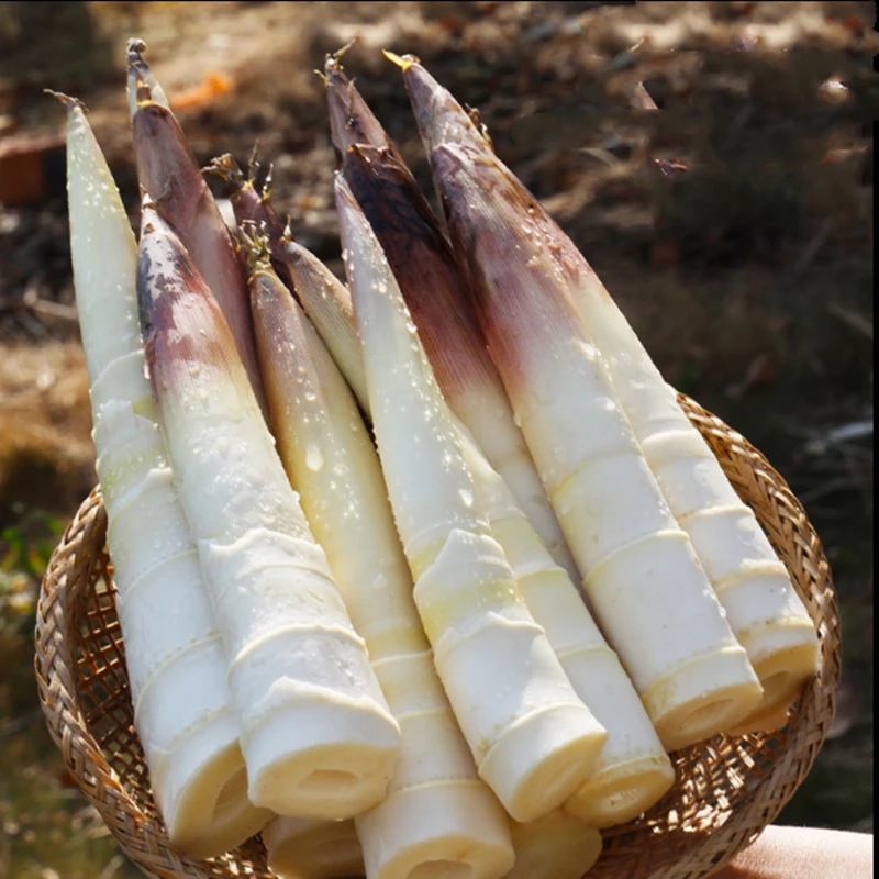 【咔萌兔】临安春笋2斤中笋7-12根/3斤大笋6-10根/5斤大笋10-16根