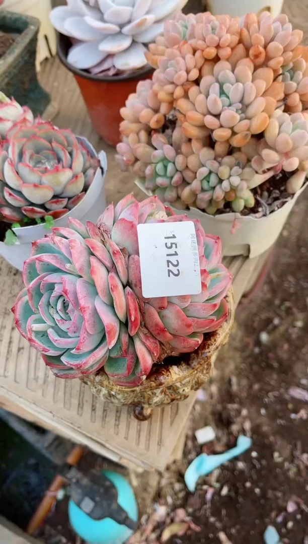 【闪购商品】15122