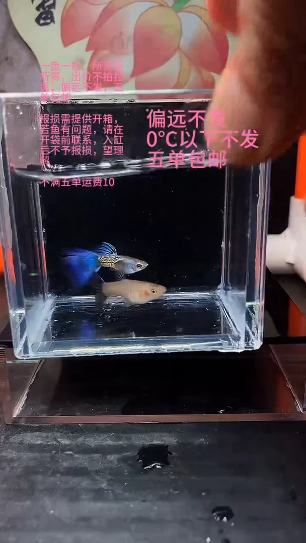 孔雀鱼孔雀鱼 35