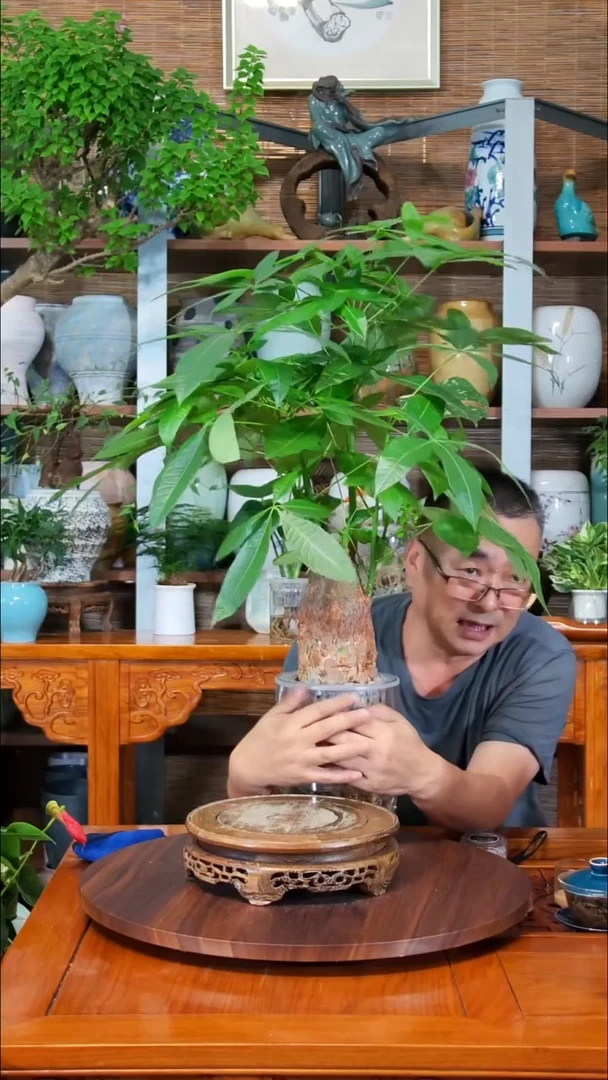 无花朵@****?水之韵水培植物发财树不带瓶