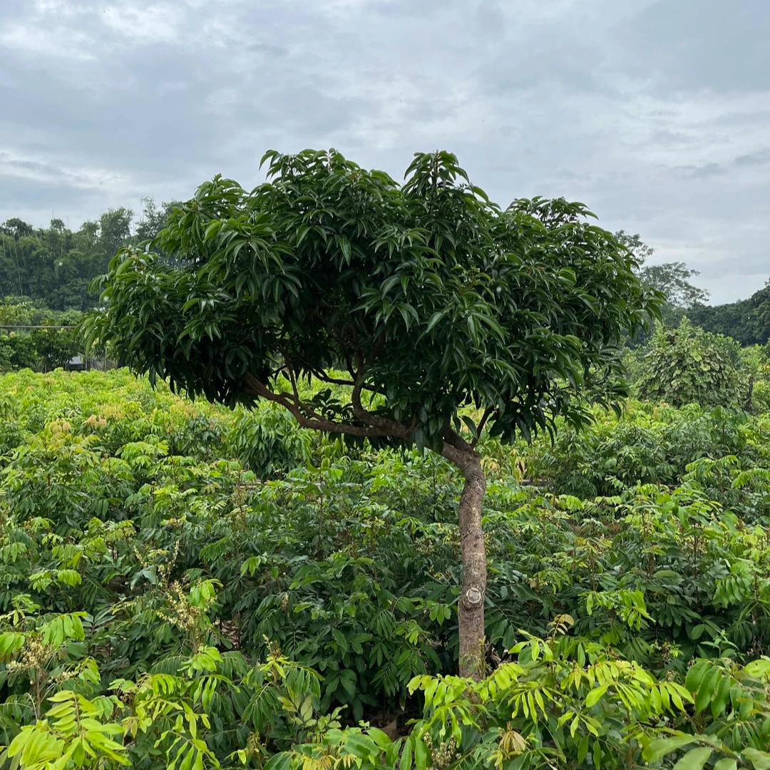 一物一拍，地栽盆栽