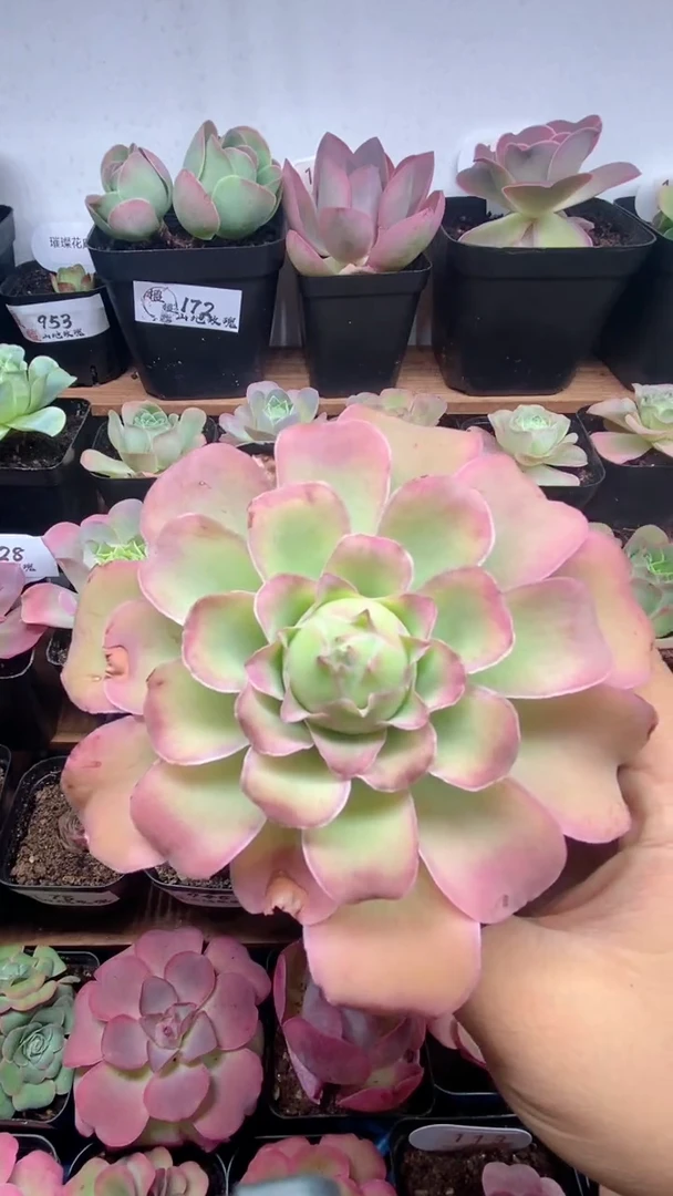 楹楹山地玫瑰/178