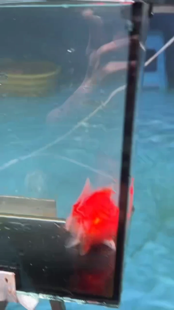 金鱼2单包邮 ，售后开箱视频