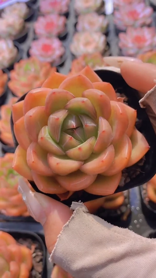 B11-金焰小桔（量拍）