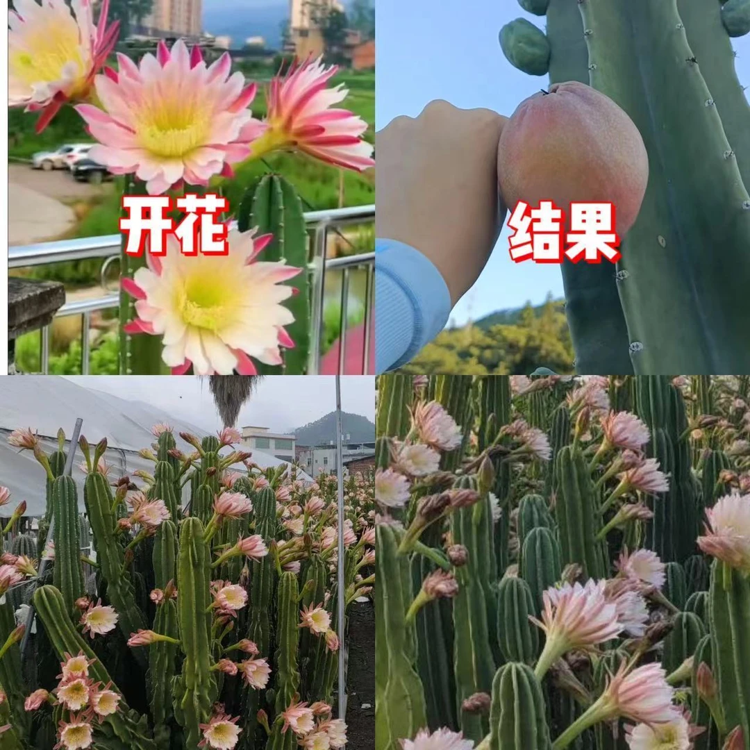 【带根】100cm+量天尺 不指定带花苞