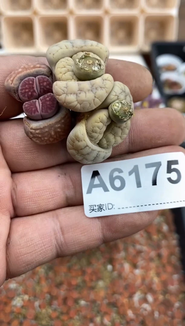 【闪购商品】6175直播一物一拍