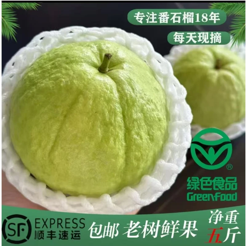 广西产地直供新鲜采摘白心番石榴脆爽多汁清甜好吃的孕妇水果