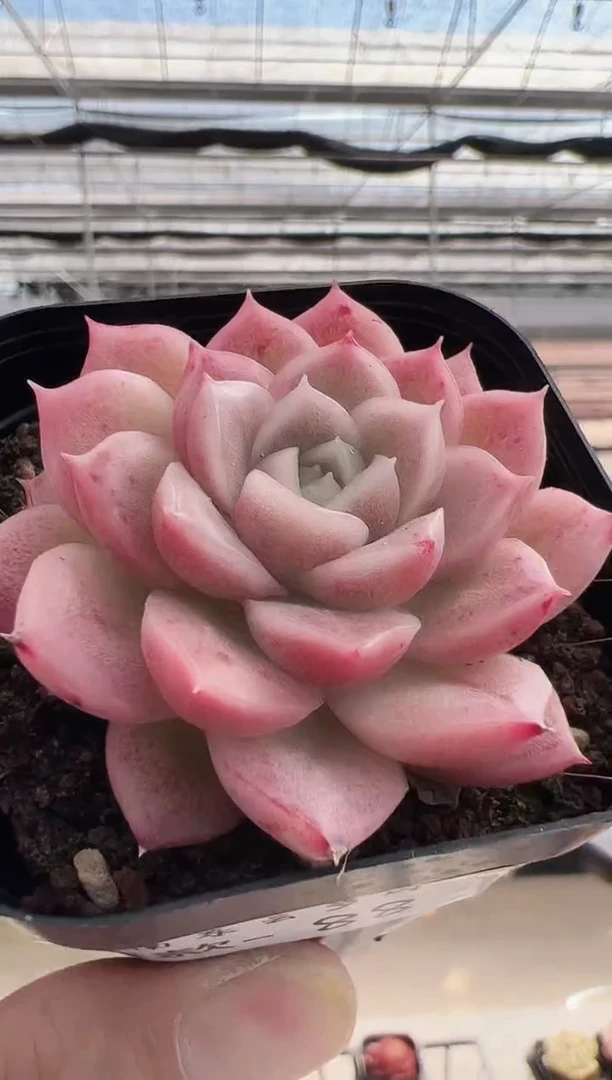 【闪购商品】新款多肉88