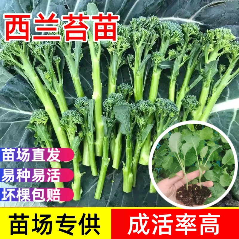 西兰苔西兰花种苗高产露天种植青梗菜青花菜阳台盆栽耐寒抗冻