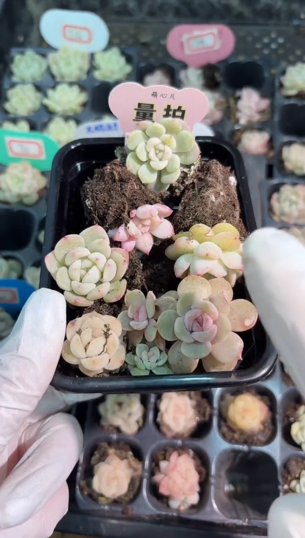 穴盘小苗混9颗量拍混发（不标注个体名）