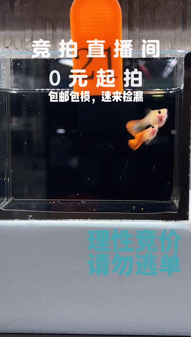 孔雀鱼银河琉璃一对编号21