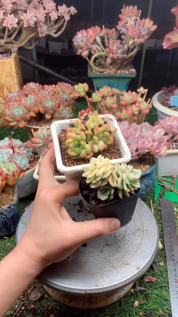 、*20两颗。。。。。。。