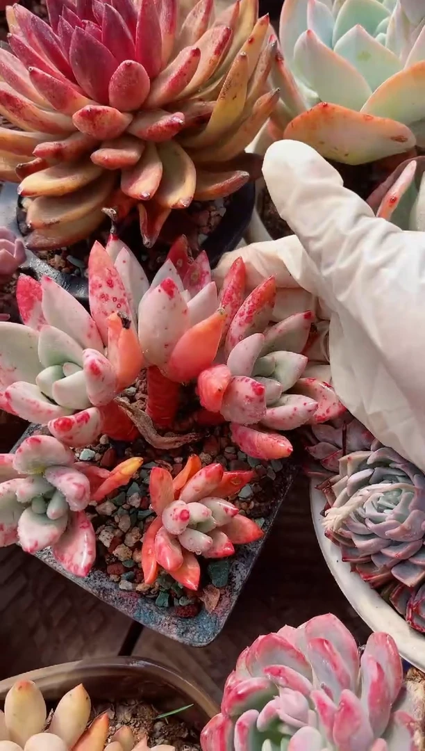 【闪购商品】19078