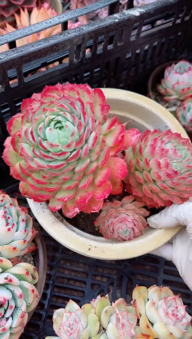 【闪购商品】06235