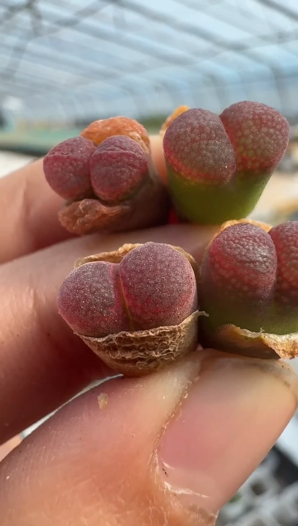 【闪购商品】5-11`much better一颗