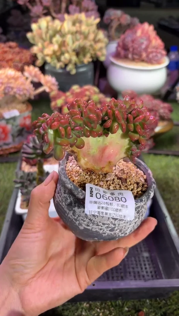 【闪购商品】06080脱土带盆