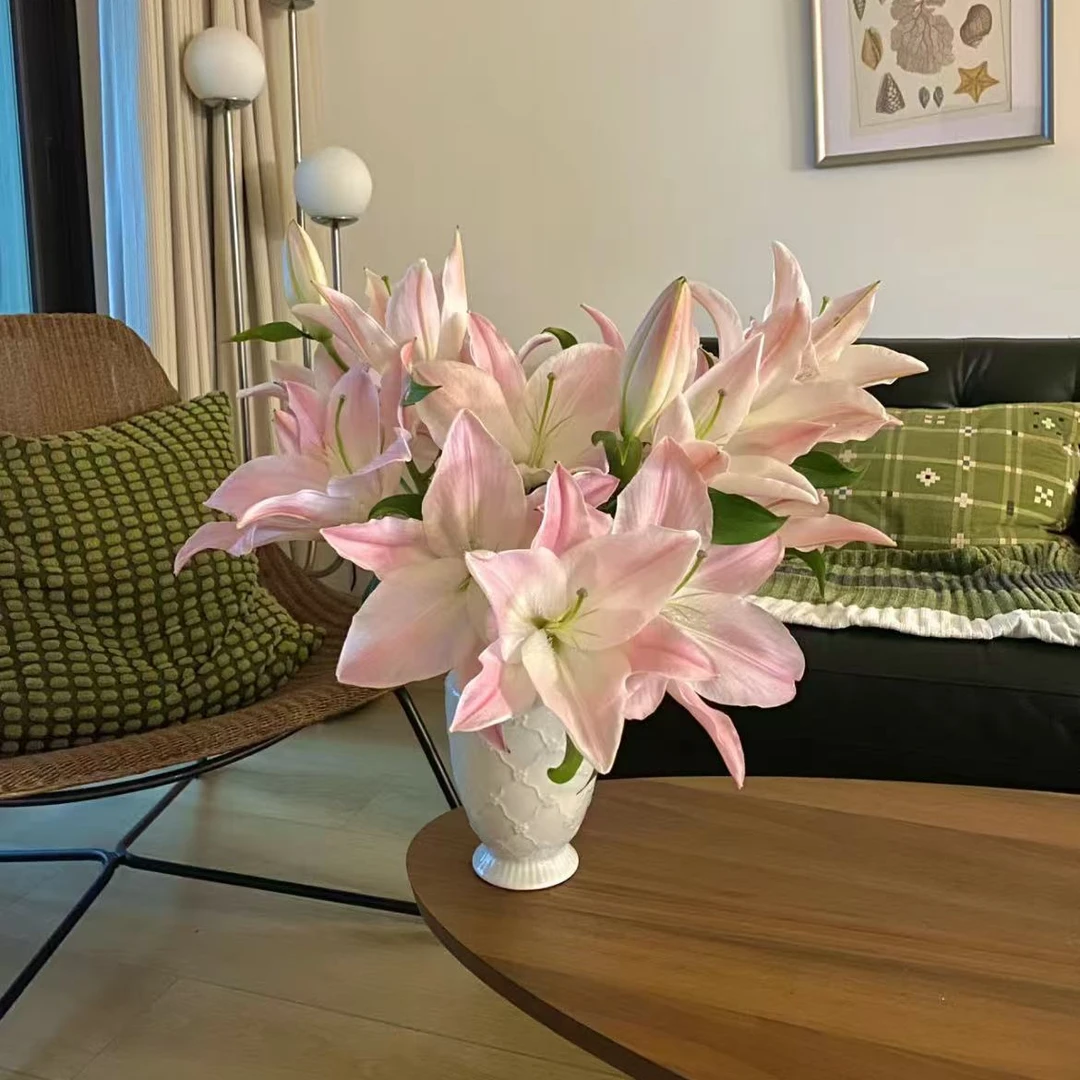 【一品花集】【粉天使】——单瓣香水百合