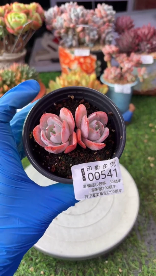 昆明印象多肉00541