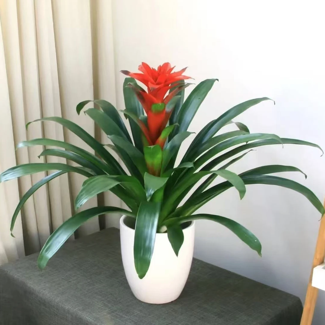 鸿运当头盆栽室内绿植好养植物净化空气吸甲醛