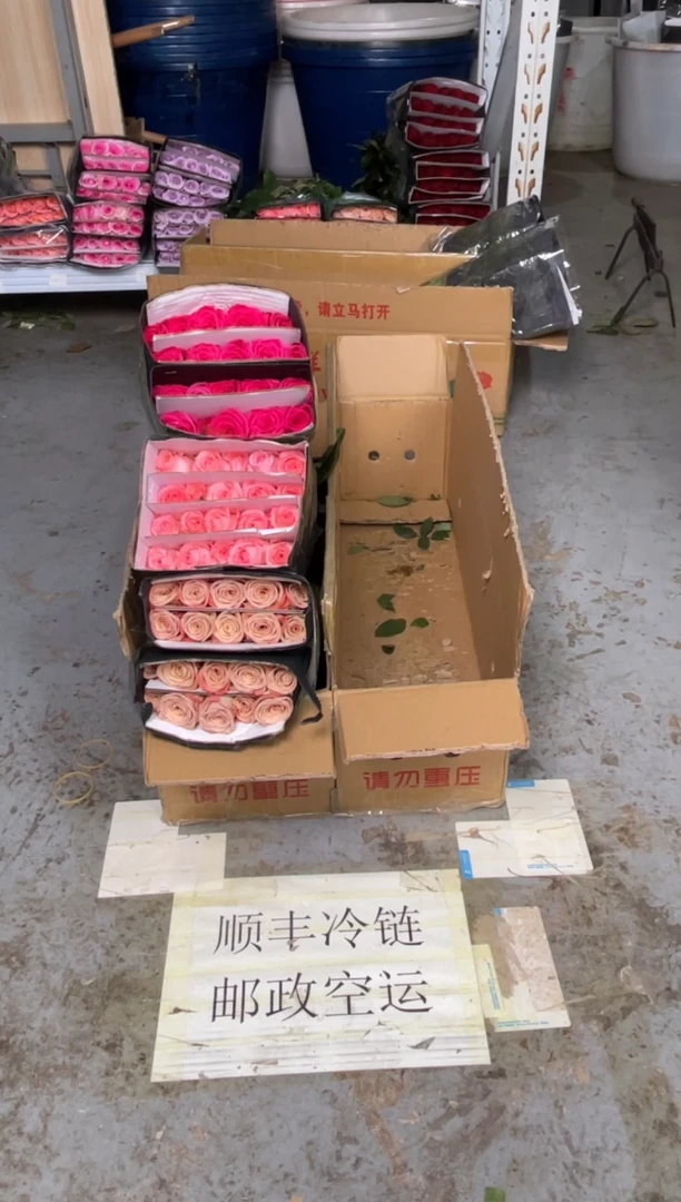 卡布20枝+佛洛依德20枝+戴安娜20枝
