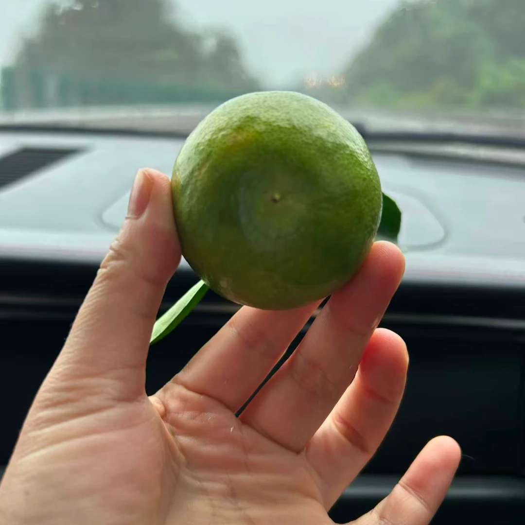 柑橘新品种水晶一号又名金雁，试吃装两个装。