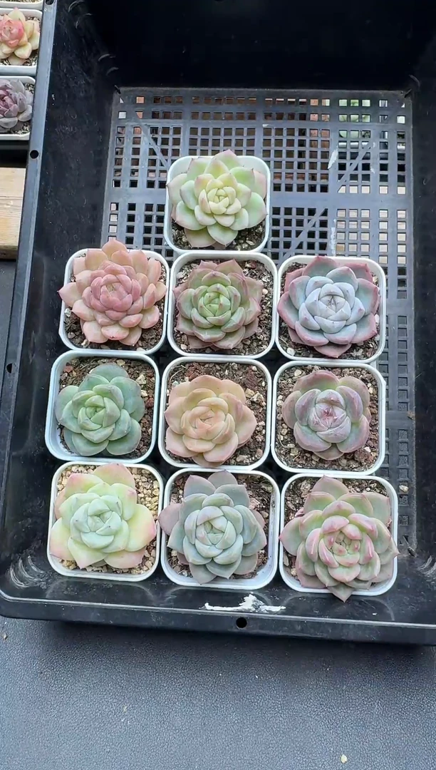 珍妮杂交多肉B158