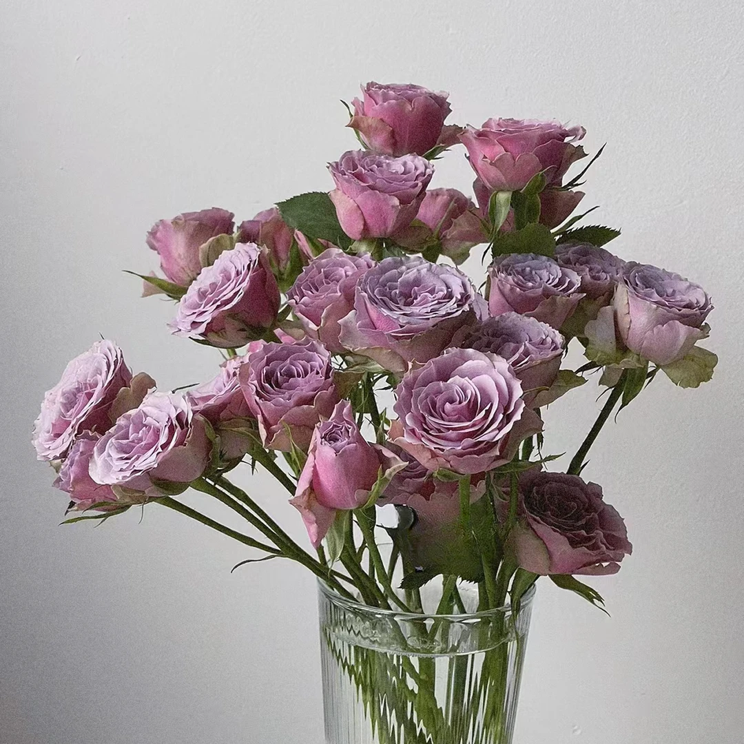 【紫色天空】稀有多头玫瑰 玖枝花优选 云南基地直发花儿