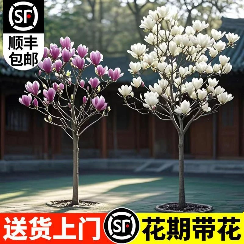 玉兰花树苗带花苞红白紫广玉兰室外庭院四季花卉盆栽绿化耐寒大树