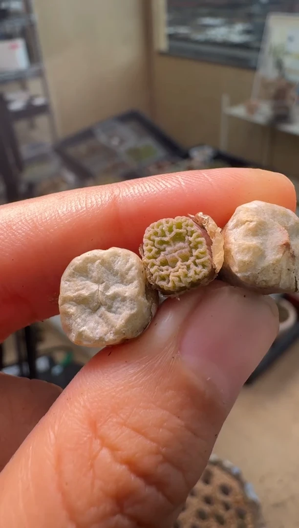 526多肉植物超烧杂一颗