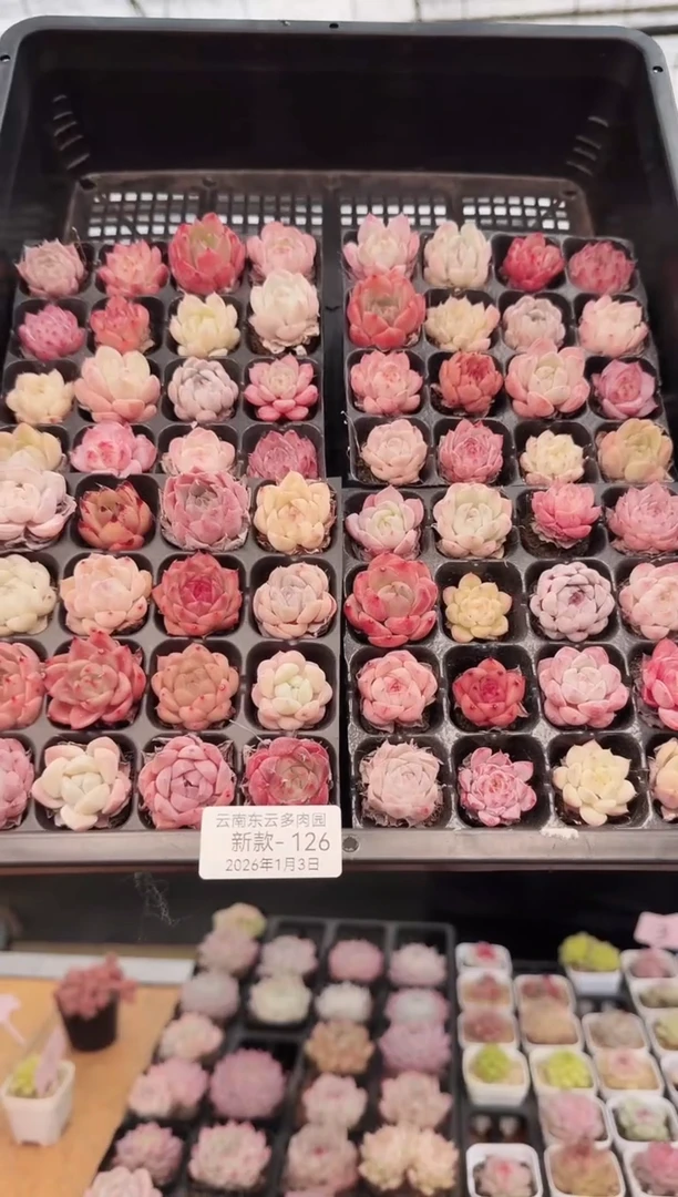 东云多肉园新款-126  其中1份