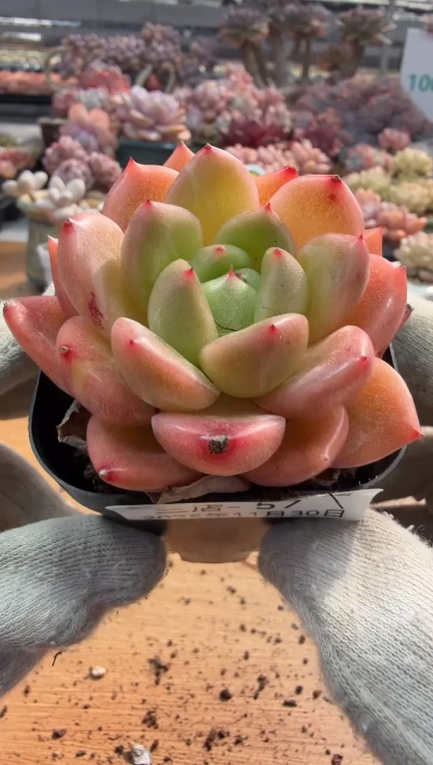 东云多肉园三店-57