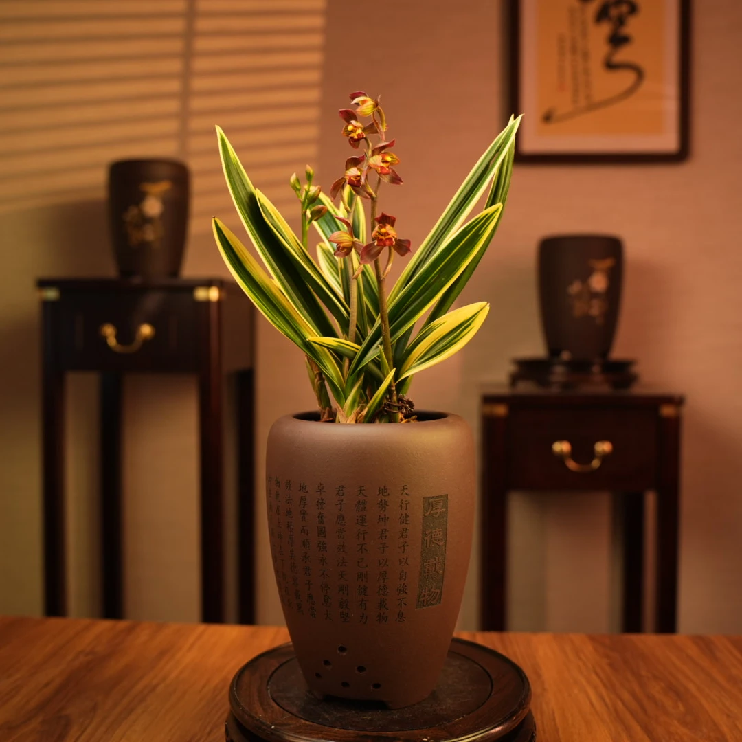 【老种东方红神荷】名贵兰花盆栽浓香精品墨兰耐热耐寒