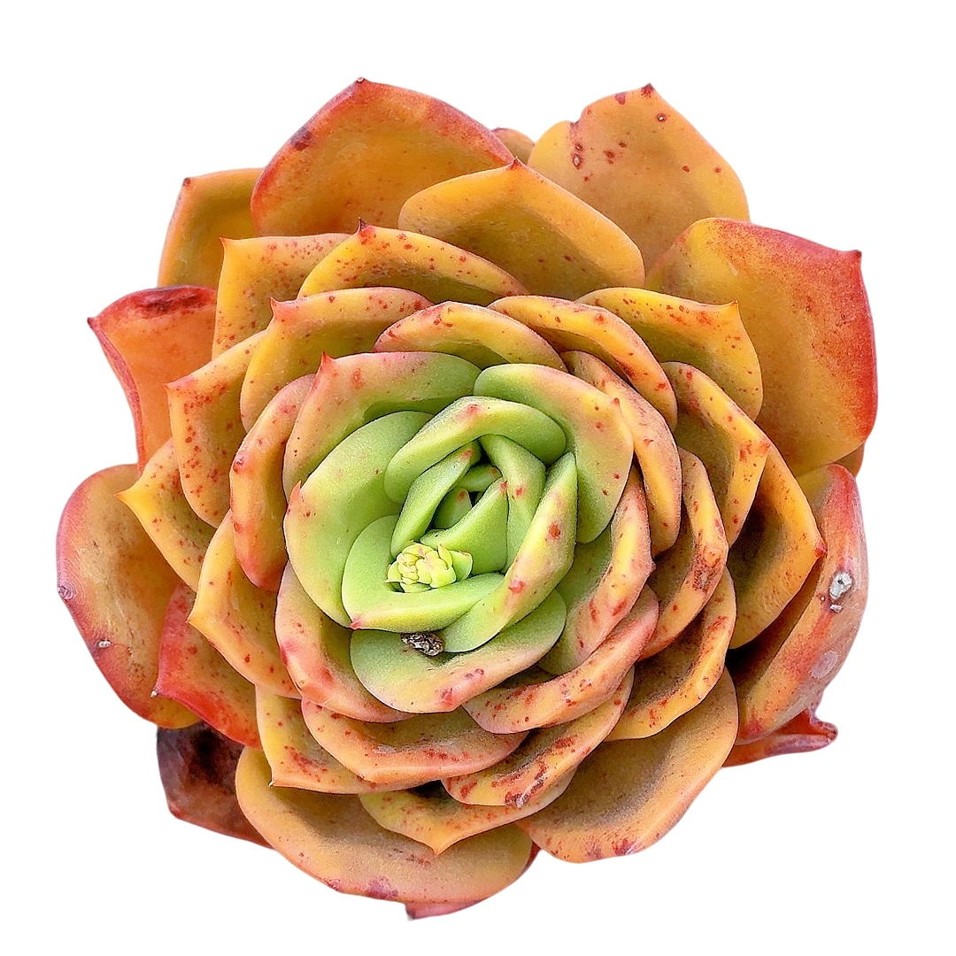 【精控狮子王】【满9.9包邮】星花怒放阳台露台办公多肉植物栽种养