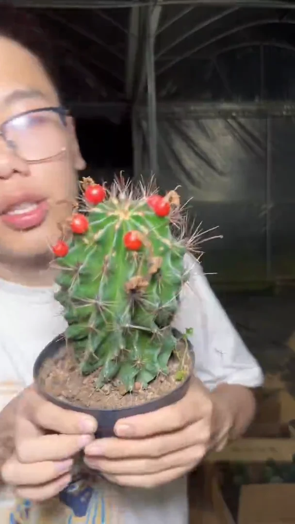 大单头 龙王 实生根