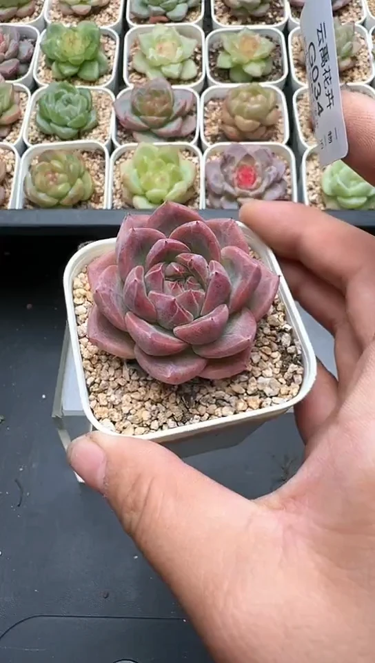 034G云禹多肉植物 默认脱土纸巾打包 3颗包邮