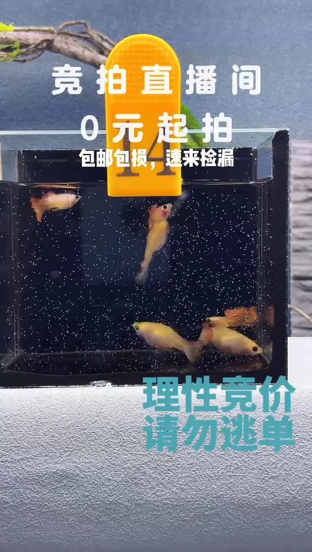 孔雀鱼银河琉璃三对带胎（鱼龄大）编号14