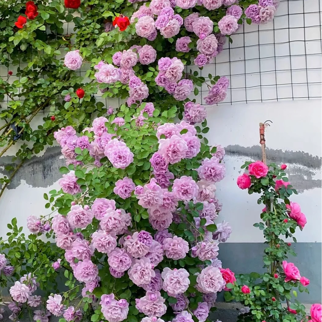 《蓝色阴雨》多头勤花枝条柔软爬藤耐热强盆栽地栽庭院