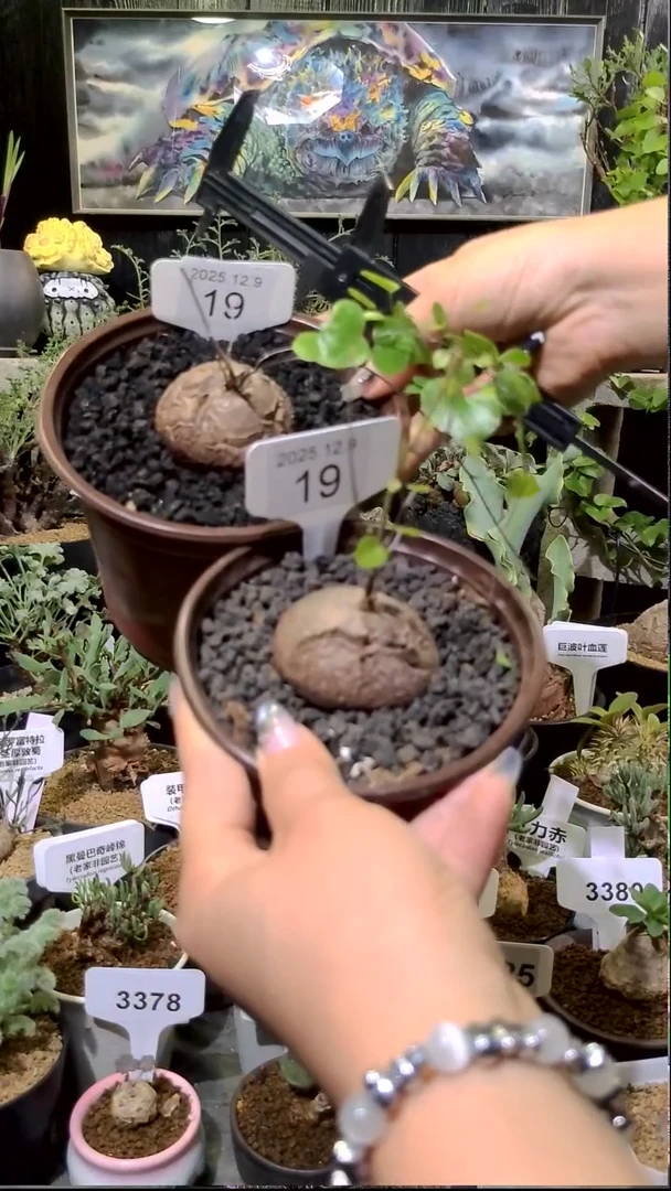 19号1209福利南非龟甲龙买一送一