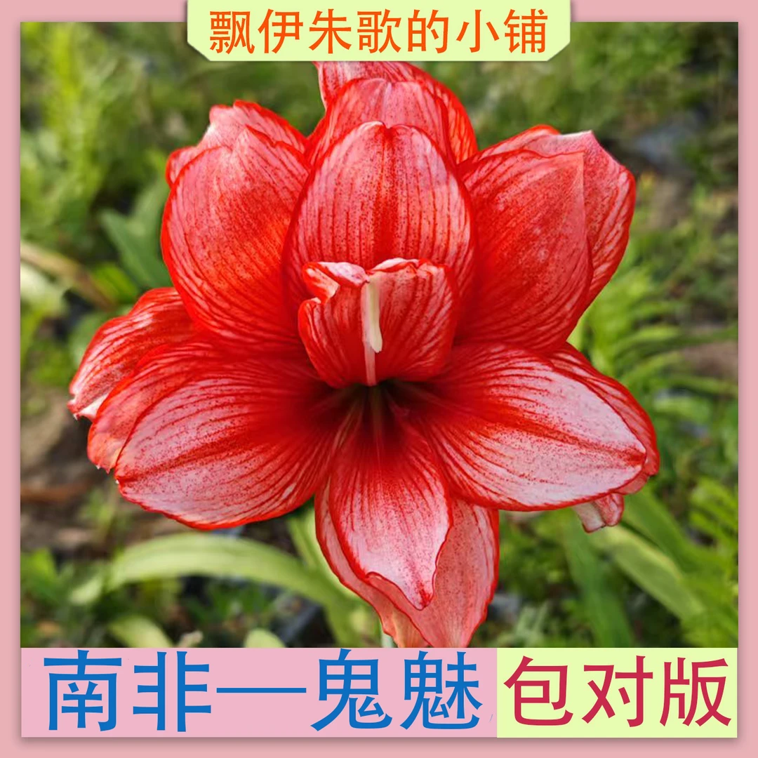 南非朱顶红鬼魅自然苗（非组培切球苗）