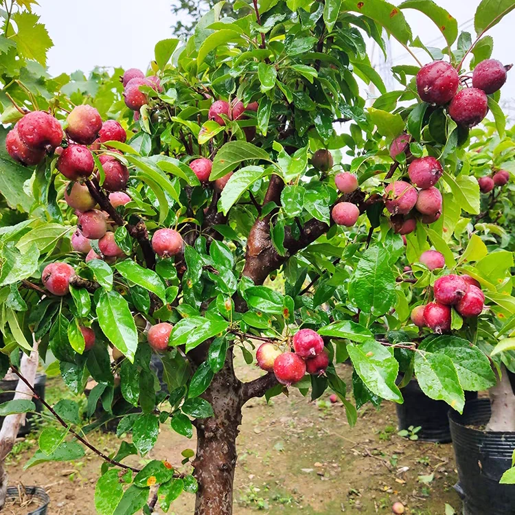 （一物一拍）海棠贵人果冬红果耐寒南北方种植赏花赏果盆栽地栽