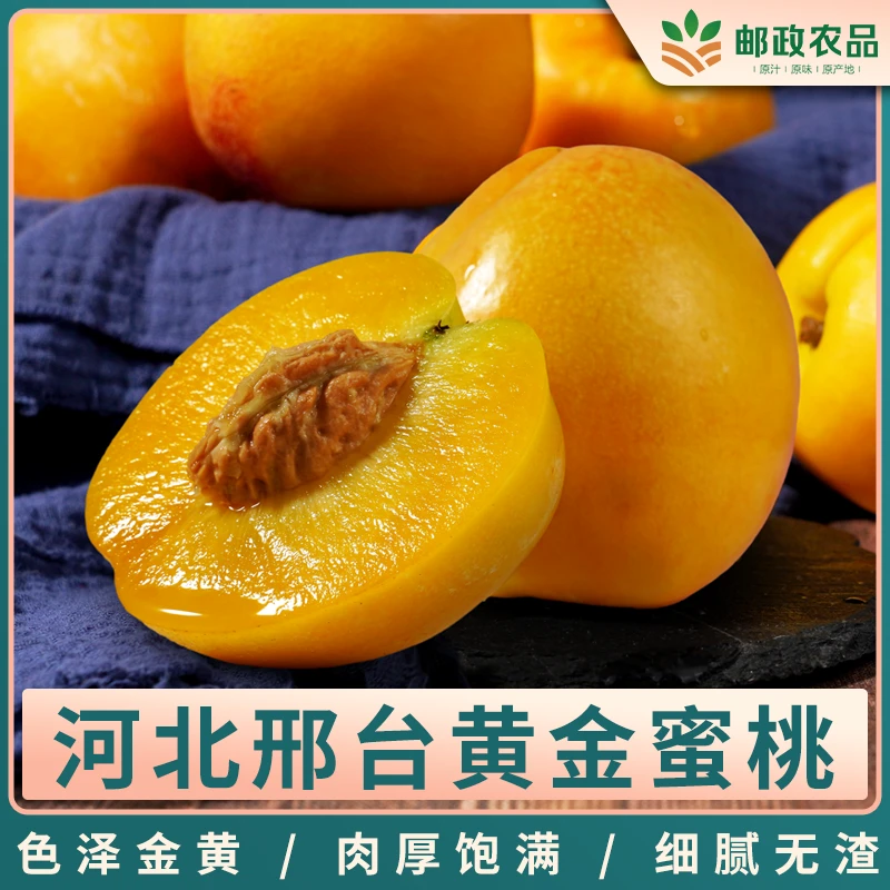 【邮政严选】河北黄金产地黄金油蜜桃现摘现发黄肉蜜桃脆甜多汁