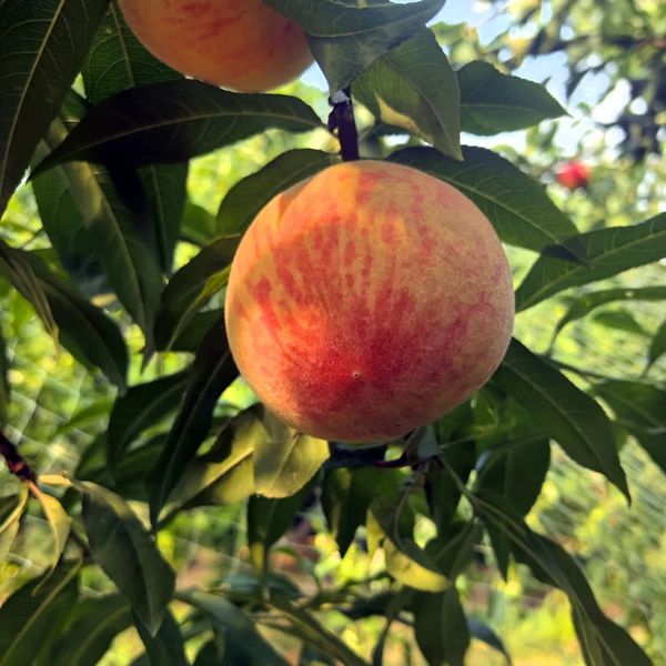 双红桃苗花果两用
