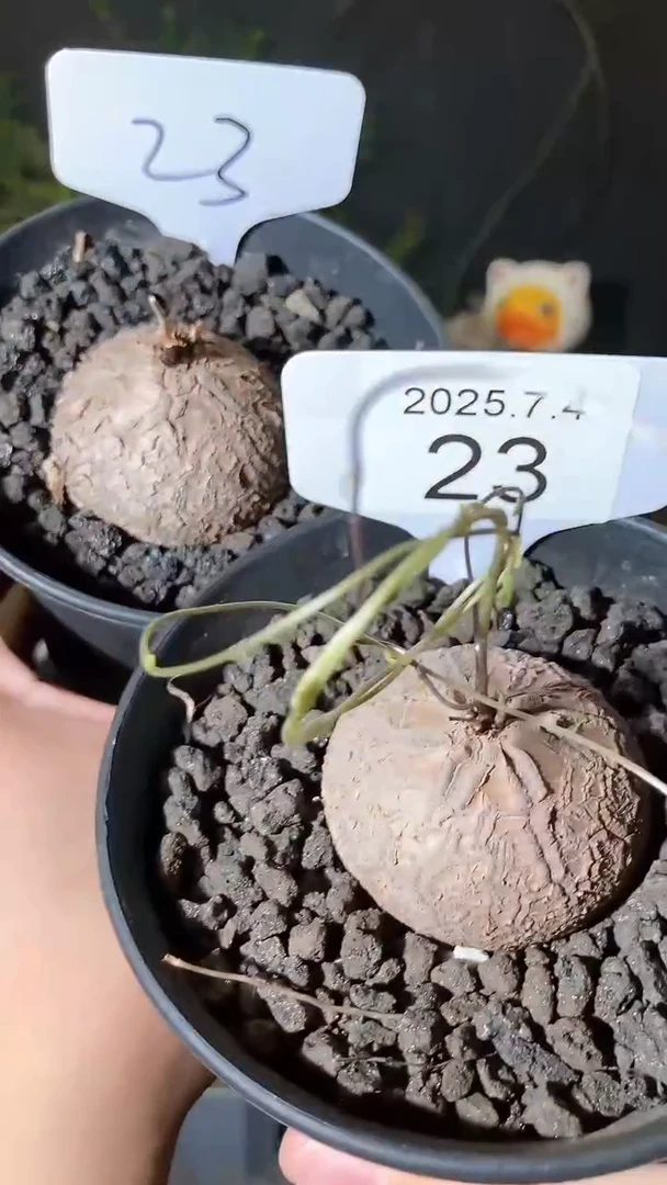 23号704福利南非龟甲龙买1送1个