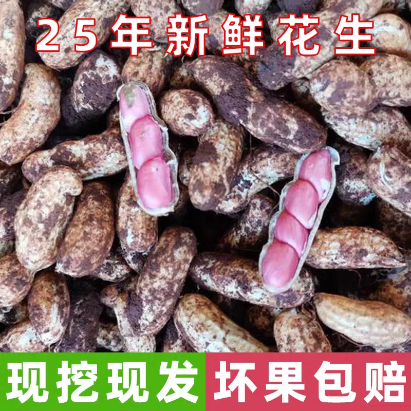 峨眉山原产地新鲜现挖带壳红皮花生饱满脆爽可水煮凉拌农家自种