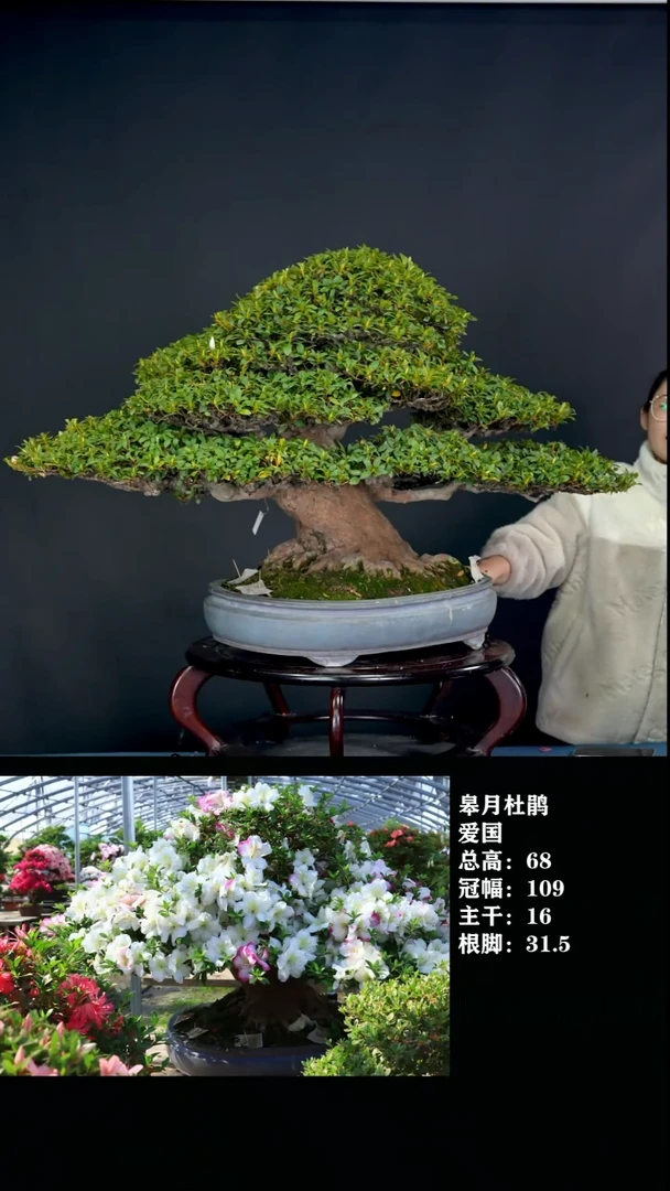 无花朵@****Y爱国杜鹃