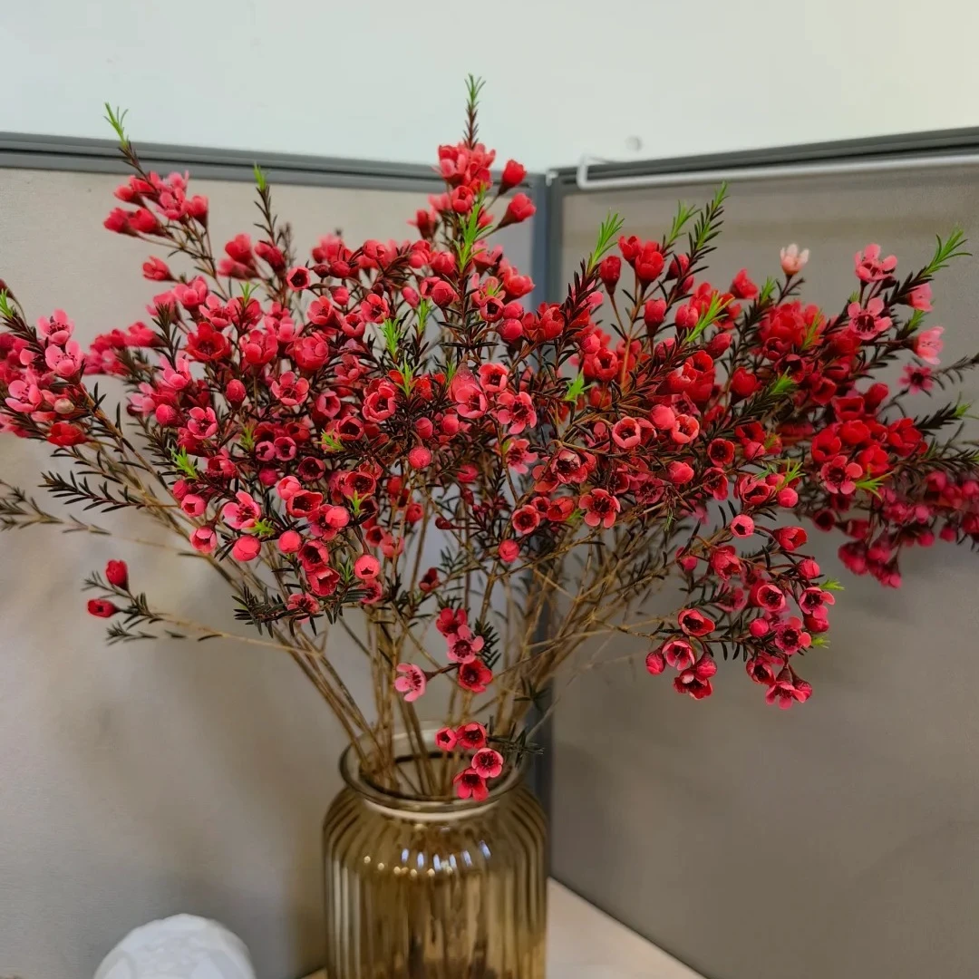 腊梅一扎（两单包邮）