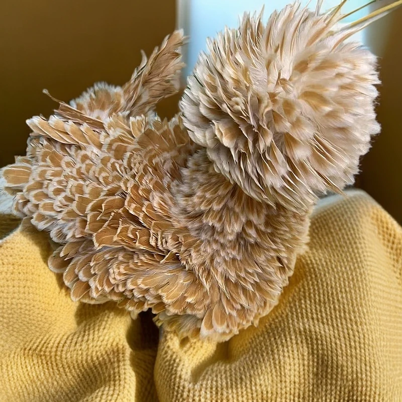 菊花头鸡宠物鸡可爱小鸡龙鳞鸡翻波兰翻毛鸡爆炸头鸡菊花鸡