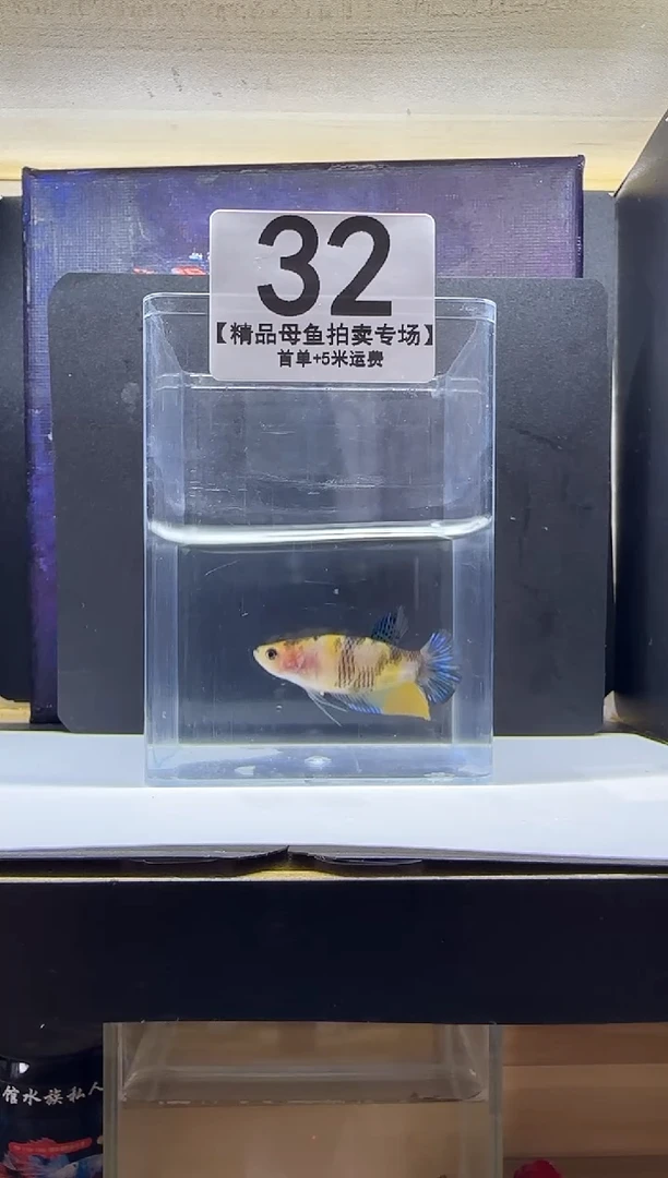 斗鱼母鱼编号：32