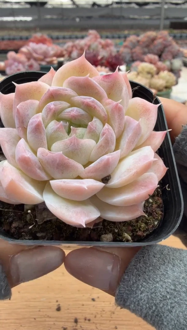 东云多肉园二店-83