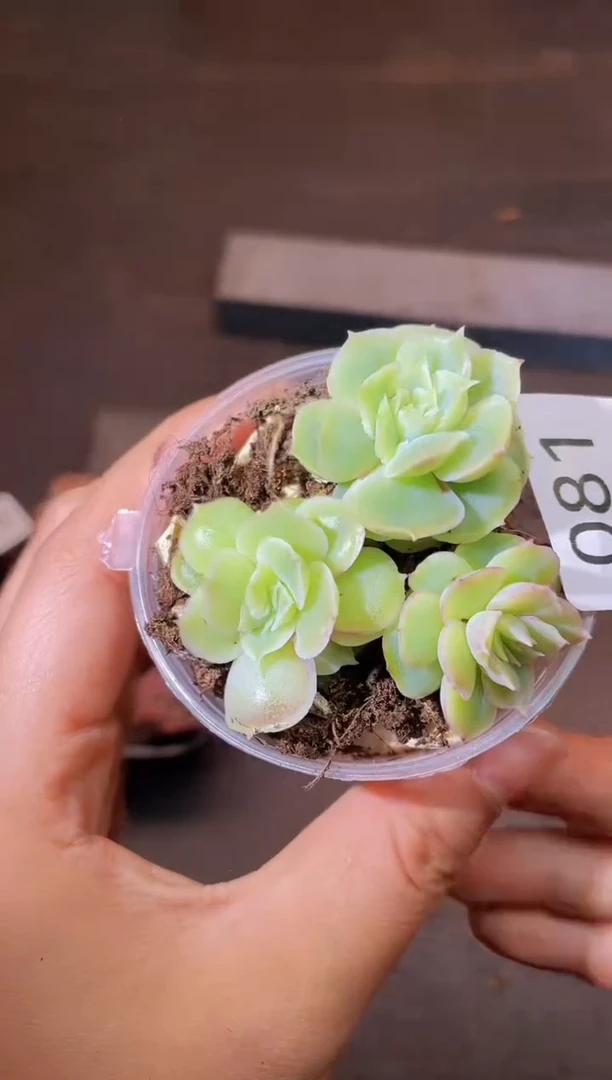 081虾饺一物一拍一组
